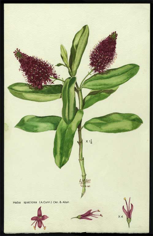 Hebe speciosa (A Sunn) Hebe speciosa (A Sunn)