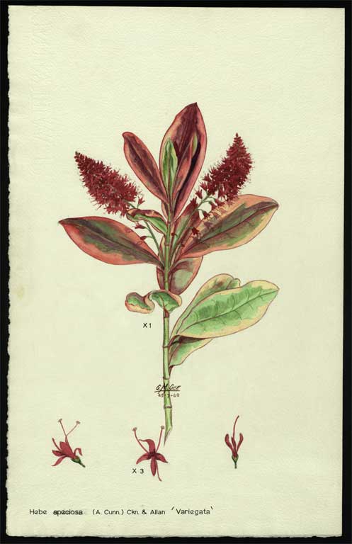 Hebe speciosa (A. Cunn) 'Variegata' Hebe speciosa (A. Cunn) 'Variegata'