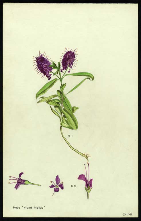 Hebe 'Violet Meikle' Hebe 'Violet Meikle'