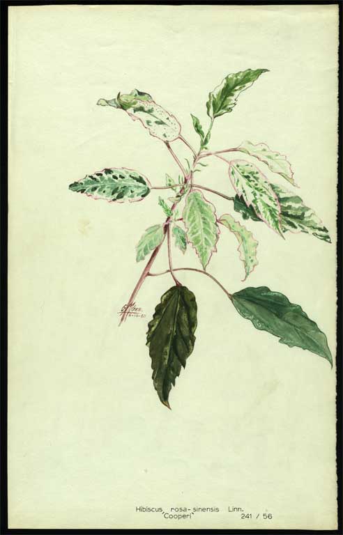 Hibiscus rosa - sinensis Linn. 'Cooperi' Hibiscus rosa - sinensis Linn. 'Cooperi'