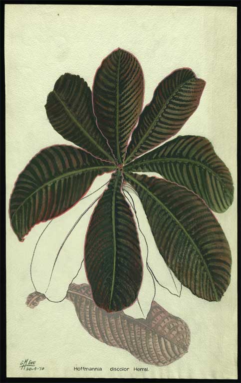 Hoffmannia discolour Hemsl. Hoffmannia discolour Hemsl.