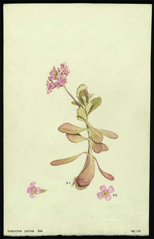 Kalanchoe pumila Bak. Kalanchoe pumila Bak.