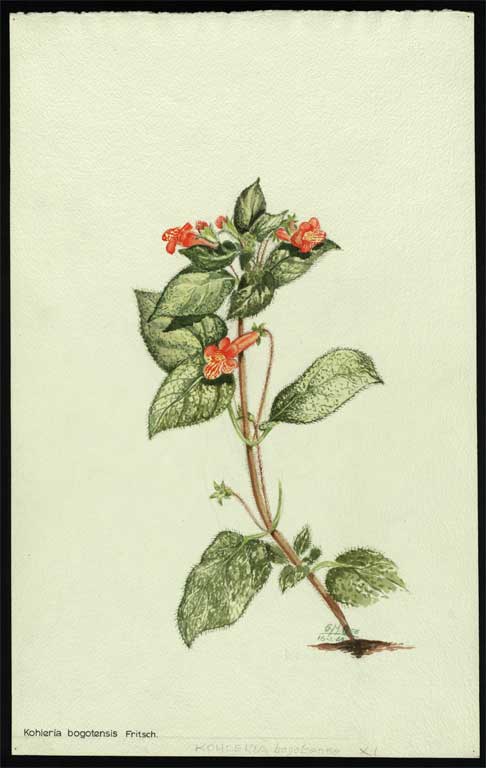 Kohleria bogotensis Fritsch Kohleria bogotensis Fritsch