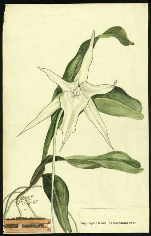 Macroplectrum sesquipedale Pfitz. Macroplectrum sesquipedale Pfitz.
