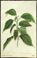 Image of Acalypha godseffiana