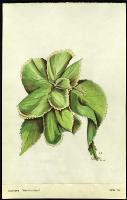 Image of Acalypha 'Hamiltoniana'