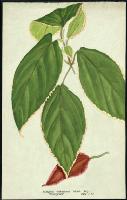 Image of Acalypha wilkensiana 'Marginata'