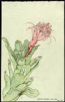 Image of Aechmea fasciata