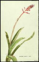 Image of Aechmea gracilis