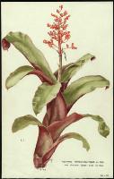 Image of Aechmea miniata var. discolor