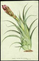 Image of Aechmea recurvata