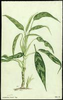 Image of Aglaonema commutatum 'Treubii'