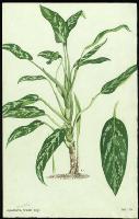 Image of Aglaonema commutatum 'Treubii'