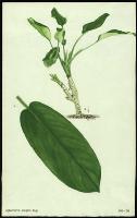 Image of Aglaonema elegans