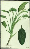 Image of Aglaonema marantifolium