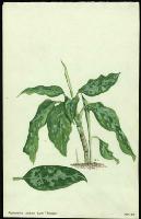 Image of Aglaonema pictum 'Tricolor'