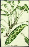 Image of Aglaonema 'Pseudo - bracteatum'
