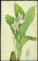 Image of Anguloa uniflora