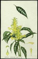 Image of Aphelandra chamissoniana