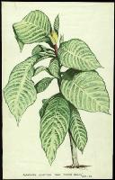 Image of Aphelandra squarrosa 'Florida Beauty'