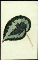 Image of Begonia x 'President Bourville'