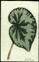 Image of Begonia 'Silver Queen'