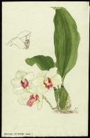 Image of Bifrenaria harrisoniae