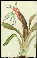 Image of Billbergia amoena (var.amoena)