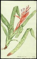 Image of Billbergia 'Fantasia'