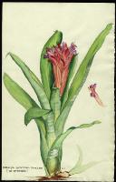 Image of Billbergia pyramidalis (var. pyramidalis)