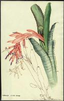 Image of Billbergia vittata