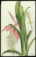 Image of Billbergia zebrina