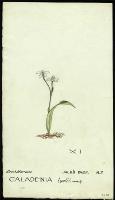 Image of Caladenia lyalii