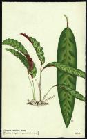Image of Calathea lancifolia
