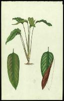Image of Calathea ornata