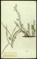 Image of Caralluma burchardii