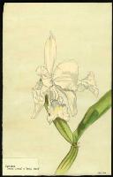 Image of Cattleya 'Arctic Circle' X 'Bow Bells'