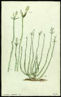 Image of Ceropegia dichotoma