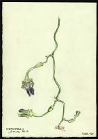 Image of Ceropegia juncea