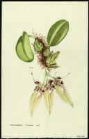 Image of Cirrhopetalum thouarsii