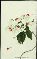 Image of Clerodendrum thomsonae