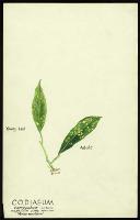 Image of Codiaeum 'Aureo - maculatum'