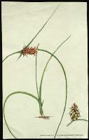 Image of Acanthostachys strobilacea