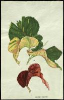 Image of Acalypha 'Chantrieri'
