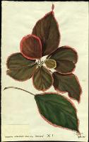 Image of Acalypha wilkesiana 'Obovata'