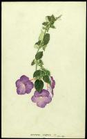 Image of Achimenes longiflora