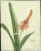 Image of Aechmea caudata 'Variegata'