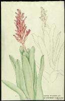 Image of Aechmea distichantha var. schlumbergeri