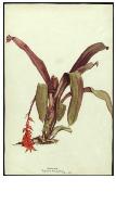 Image of Aechmea 'Foster's Favourite'