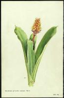 Image of Aechmea pimento - velosoi